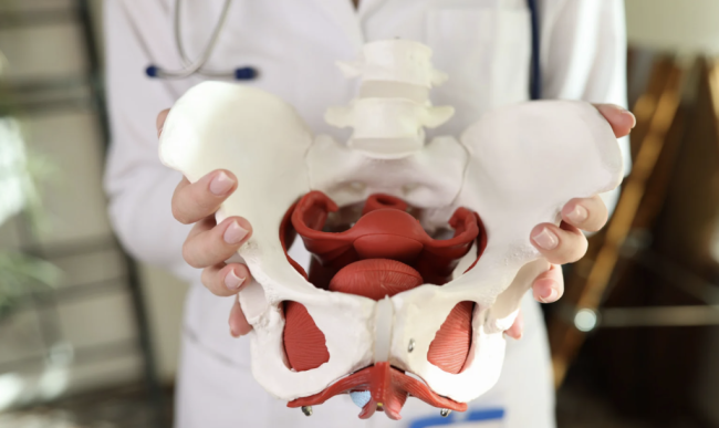 pelvic floor represented by skeleton model held by doctor, therapy available in sarasota
